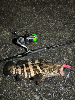 チャイロマルハタの釣果