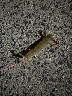 シャコの釣果