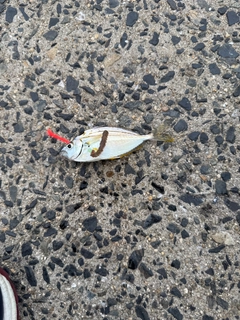 アカエイの釣果