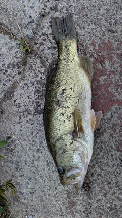 ラージマウスバスの釣果
