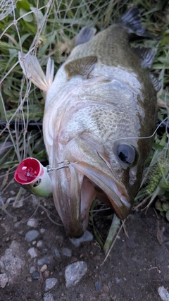 ラージマウスバスの釣果