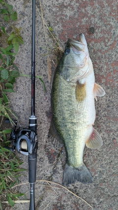 ラージマウスバスの釣果