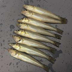 シロギスの釣果