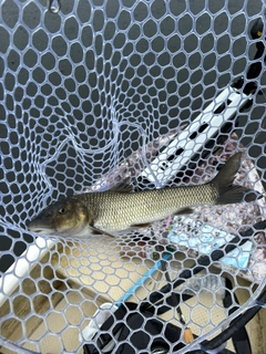 ニゴイの釣果