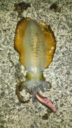 アオリイカの釣果
