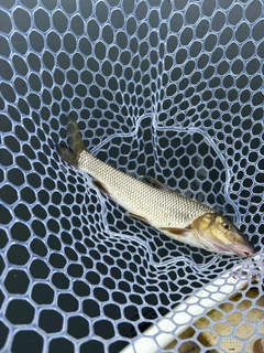 ニゴイの釣果