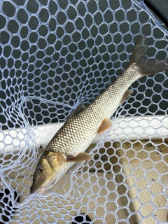 ニゴイの釣果