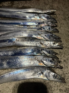 タチウオの釣果