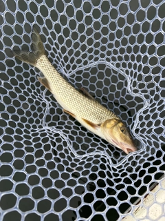 ニゴイの釣果