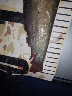 ナマズの釣果