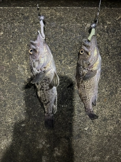 クロソイの釣果