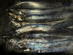 タチウオの釣果