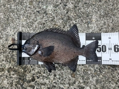 イシガキダイの釣果