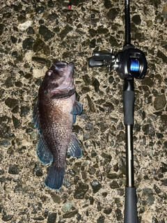 マゾイの釣果