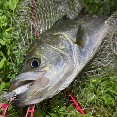 フッコ（マルスズキ）の釣果