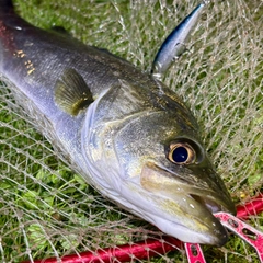 フッコ（マルスズキ）の釣果