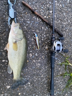 ラージマウスバスの釣果