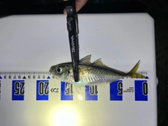マアジの釣果
