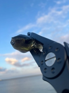 フグの釣果
