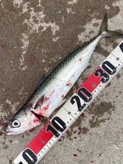 サバの釣果