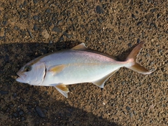 ショゴの釣果