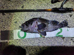 マゾイの釣果