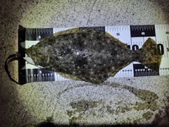 ヒラメの釣果