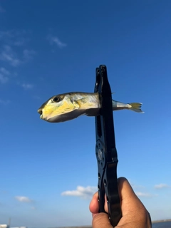 フグの釣果