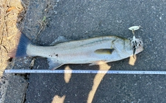 フッコ（マルスズキ）の釣果