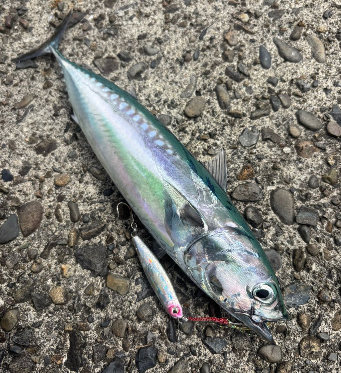 DAIWA 20ルビアス FC LT2500S-XHの最安値・インプレ・釣果 | 本音の