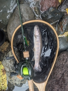 イワナの釣果