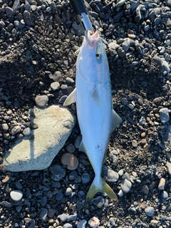 イナダの釣果