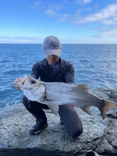 ヒラスズキの釣果