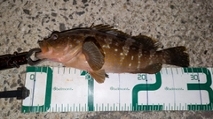 アコウの釣果