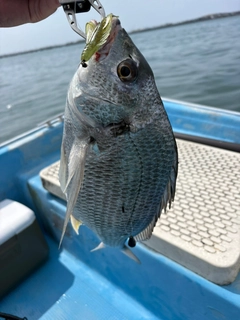 キビレの釣果