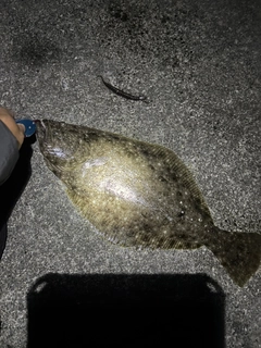 ヒラメの釣果