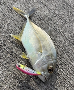 メッキの釣果