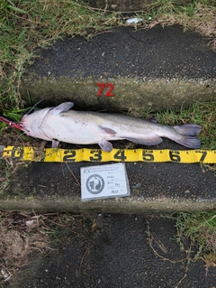 アメリカナマズの釣果