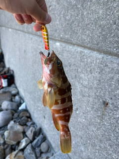 アカハタの釣果