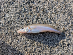 キスの釣果
