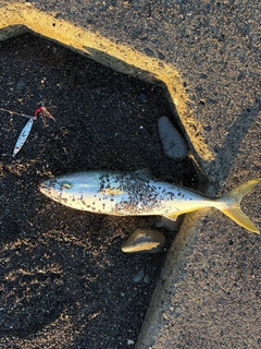イナダの釣果