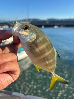 メッキの釣果