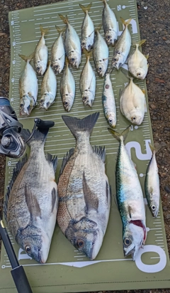 チヌの釣果
