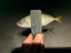 マアジの釣果