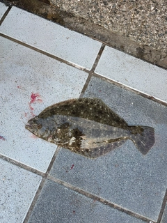 ヒラメの釣果