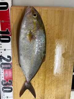 ネリゴの釣果