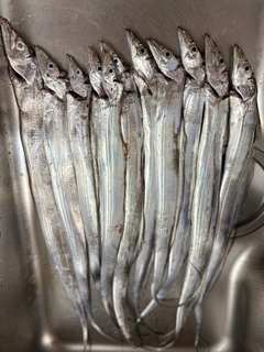 タチウオの釣果