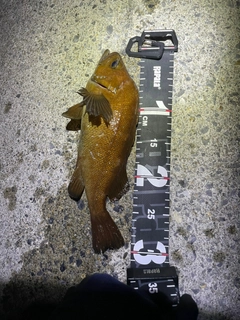 エゾメバルの釣果