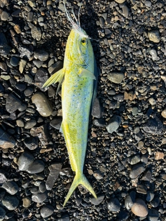 シイラの釣果