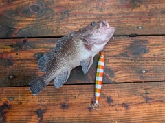 マゾイの釣果